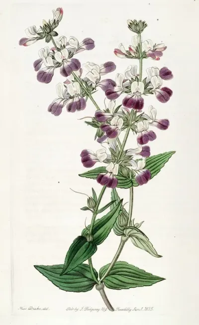 Two Coloured Collinsia