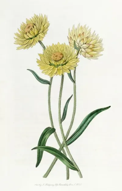 Two Coloured Elichrysum