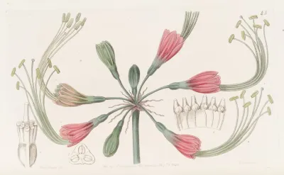 Two Coloured Fairy Bloom