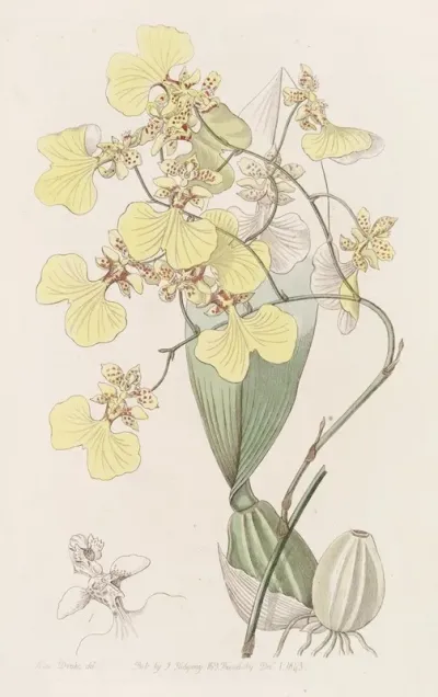Two Coloured Oncidium