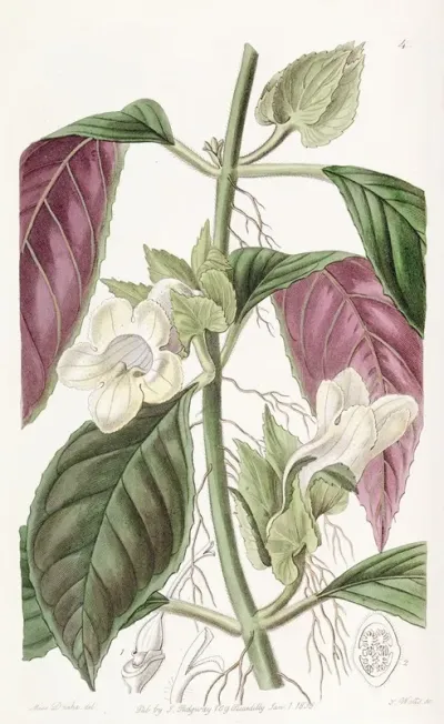 Two Coloured Woodwort