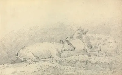 Two Cows Resting