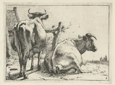 Two Cows Seen From Behind