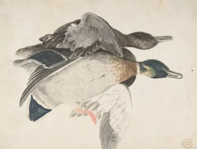 Two Dead Ducks