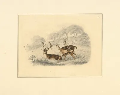Two Deer Near A Running Fence
