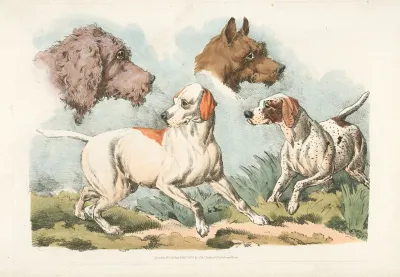 Two Dogs And Two Dog Heads