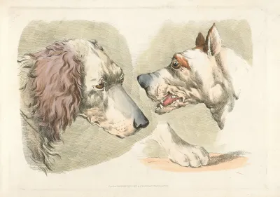 Two Dogs Heads And A Paw