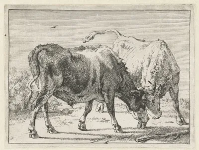 Two Fighting Bulls