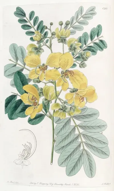 Two Flowered Cassia