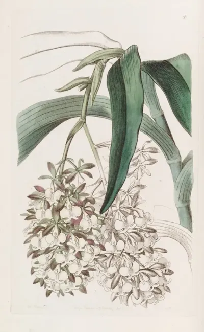 Two Footed Epidendrum