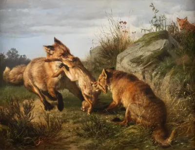 Two Foxes Fighting For Their Prey