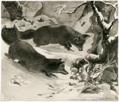 Two Foxes In The Snow