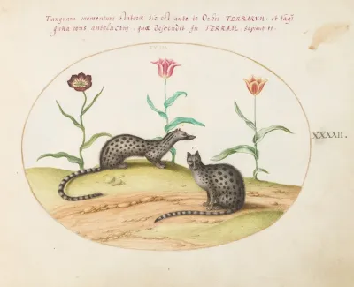Two Genets Or Civet Cats With Tulips
