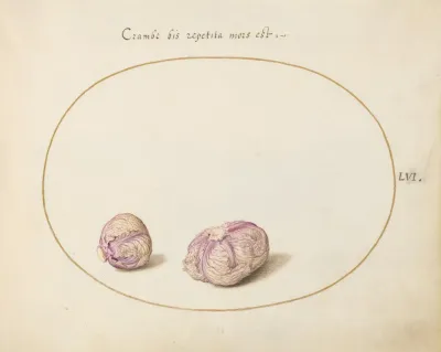 Two Heads Of Cabbage