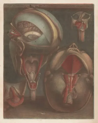 Two Heads With The Veins Visible With The Larynx And Vocal Cords In Detail