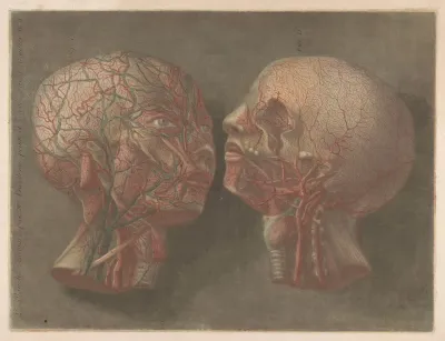 Two Heads With Veins Visible