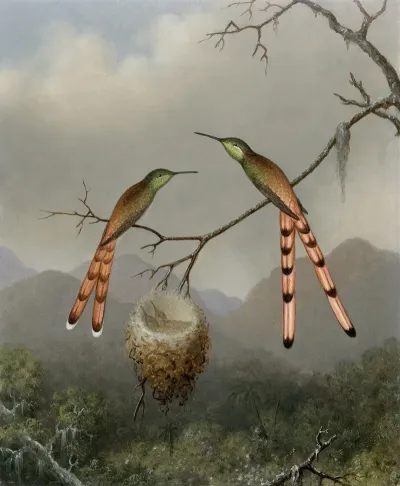 Two Hummingbirds With Their Young