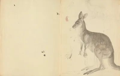 Two Kangaroos With Details