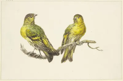 Two Linnets