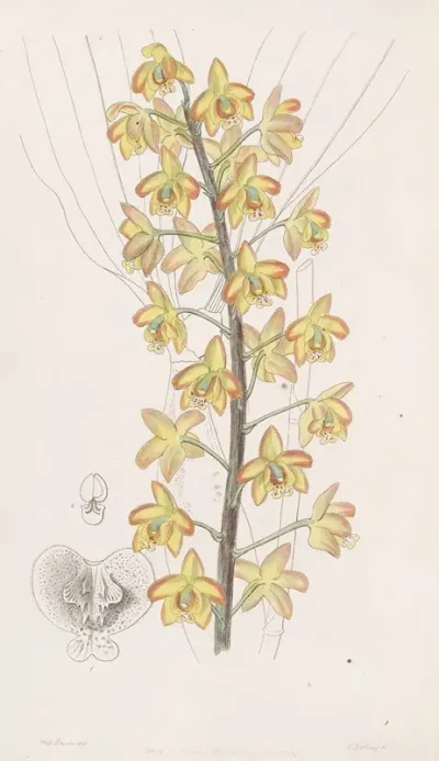 Two Lobed Eriops