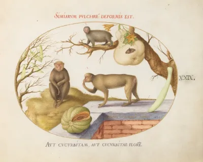 Two Monkeys An Arctopithecussloth And Fruit