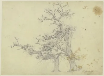 Two Old Trees