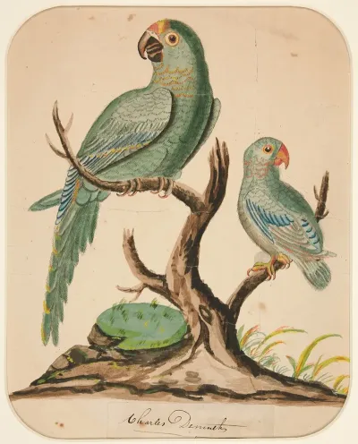 Two Parrots On A Barren Tree