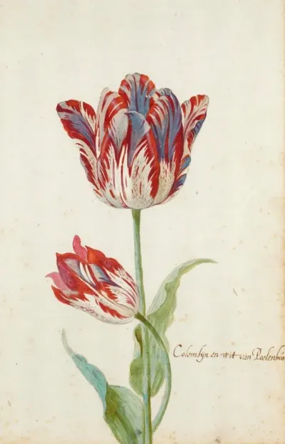 Two Red And White Tulips