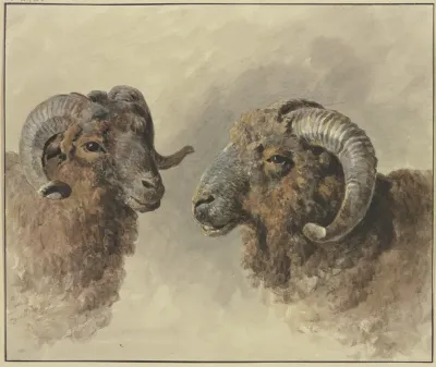 Two Sheep 4