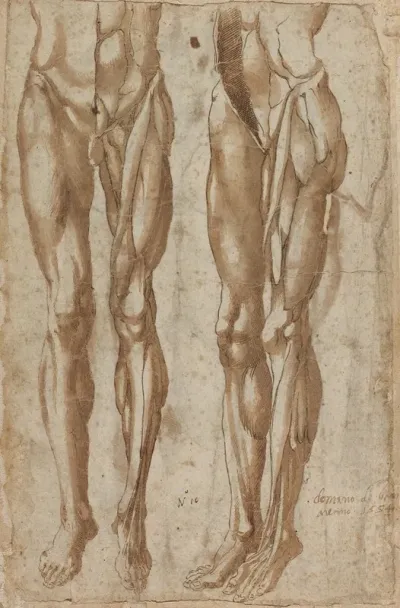 Two Studies Of A Flayed Man Recto