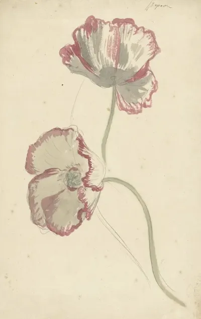 Two Studies Of A Poppy