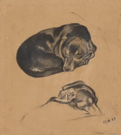 Two Studies Of A Sleeping Dachshund