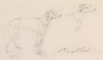 Two Studies Of Tumbler A Dog
