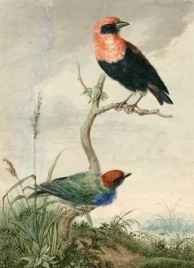 Two Tropical Birds