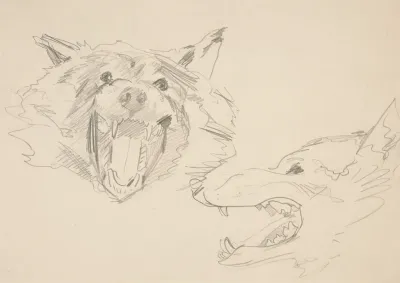 Two Views Of A Wolfs Head