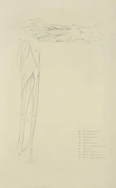 Two Views Of Musculature Of Lower Leg