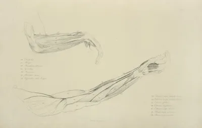Two Views Of Musculature Of The Arm 2