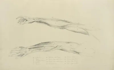 Two Views Of Musculature Of The Arm