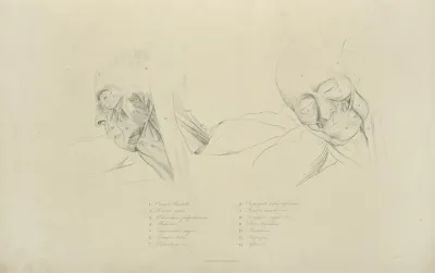 Two Views Of Musculature Of The Face
