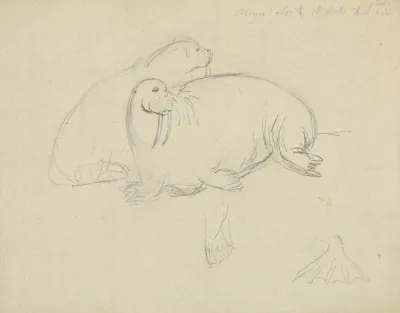 Two Walruses With Detail Of Flippers
