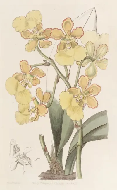 Two Warted Oncidium