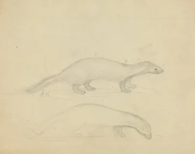 Two Weasels 2