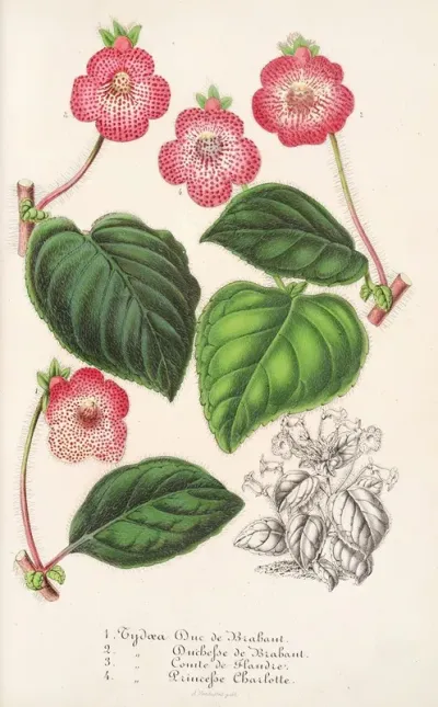 Tydaea Varietes Hybrides De