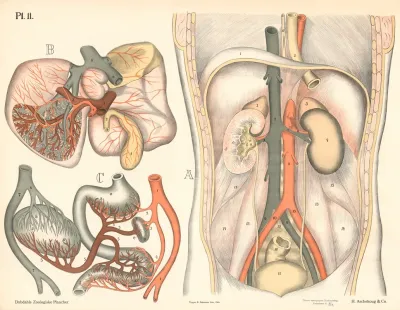 Udsondringsorganerne