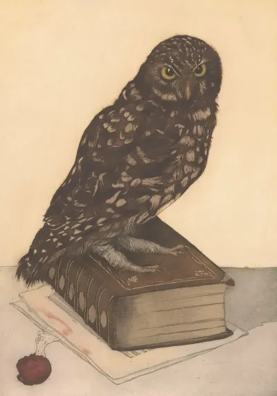 Uil Zittend Op Een Boek