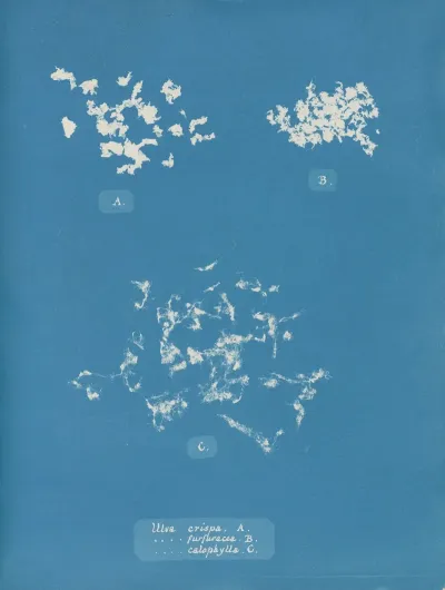 Ulva Crispa A