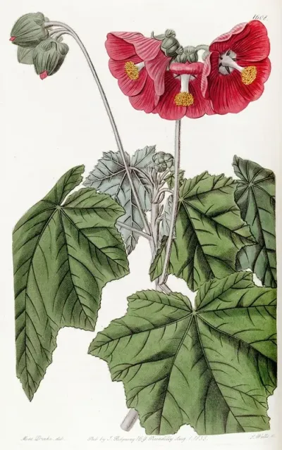 Umbel Flowered Mallow