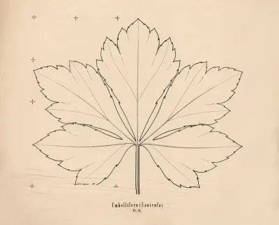 Umbelliferae Sanicula