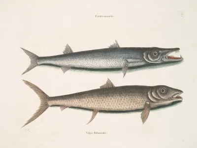 Umbla Minor Vulpis Bahamensis