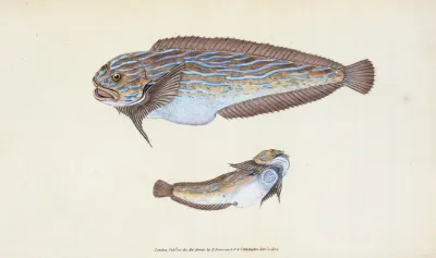 Unctuous Sucker Cyclopterus Liparis
